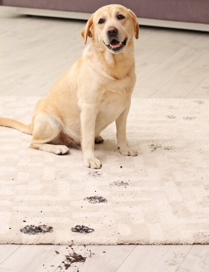 dirty dog on rug | Flooring by Wilson's Carpet Plus