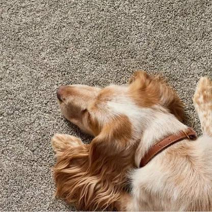 PetPerfect-Carpet-Img02@2x